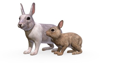tavşan aile satın almak telif Bedava 3 boyutlu model Billl90 Şub8627 3d print model - Mito3D