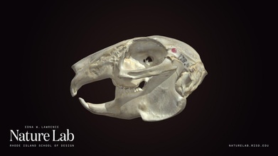 coniglio cranio Scarica gratuito 3d modello risd natura laboratorio risdnaturelab 0f10728 3d print model - Mito3D