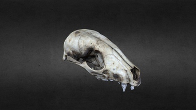 raccoon skull - 3d model lief3d abdec34 natural racoon created using photogrammetry 3d print model - Mito3D