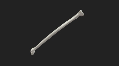 radiale osso raggio gatto modello 3d vetanatmunich e456718 3d print model - Mito3D