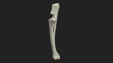 radial osso ulna ovelha 3d modelo vetanatmunich 59af689 3d print model - Mito3D