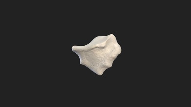 radial carpal bone os carpi radiale pigeon - download free 3d model vetanatmunich 416c505 right wing size specimen 57 x 29 37 mm scanning performed structured light scanner artec micro 3d print model - Mito3D