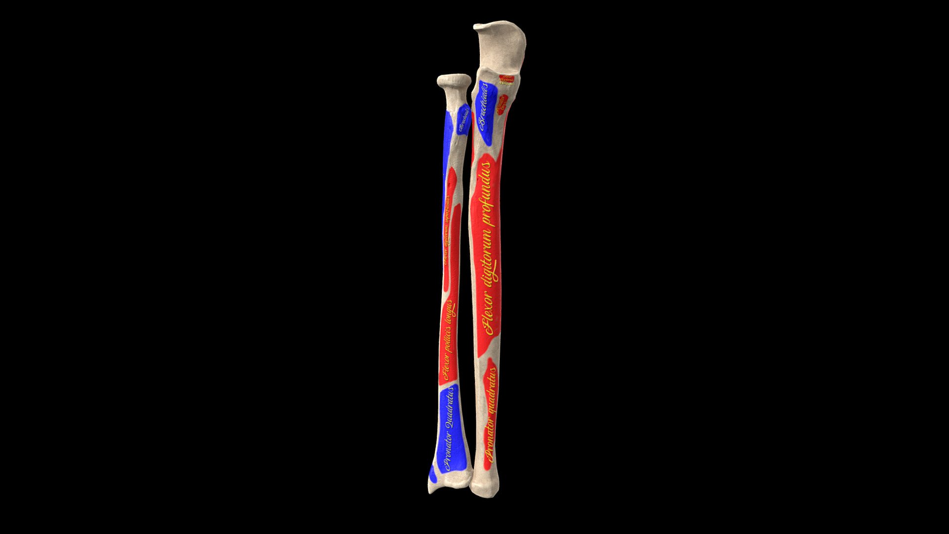 raggio ulna ossatura punti riferimento etichette acquistare royalty gratuito 3d modello anatomia medico jana apprezzato b9d92e8 3D print model - Mito3D