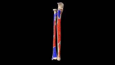 radius ulna bones landmarks labels - buy royalty free 3d model anatomy doctor jana docjana b9d92e8 3d print model - Mito3D