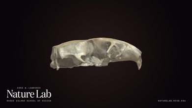 ratto cranio frammento Scarica gratuito 3d modello risd natura laboratorio risdnaturelab 7acfac0 3d print model - Mito3D