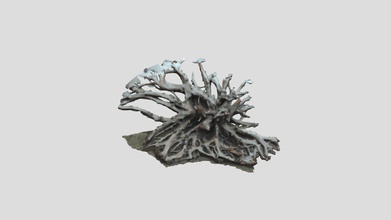 rathtrevor beached tree root - download free 3d model lesterm 31ac4c1 3d print model - Mito3D