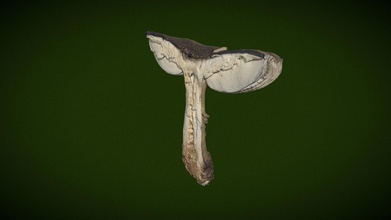 real fungus scan 3d - amanita excelsa download free model vincent lagard vlagardere 4574476 3d print model - Mito3D