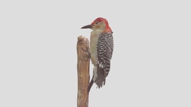 red-bellied woodpecker - téléchargement gratuit modèle 3d risd nature de laboratoire risdnaturelab ae6d926 melanerpes carolinus numéro série 9303 3d print model - Mito3D
