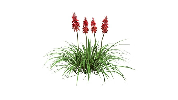 red hot poker classic flower - buy royalty free 3d model by hkhalif plant torch pack tutorial parametric customized lily speedtree flowering tritoma kniphofia animation sktriking 3d print model - Mito3D