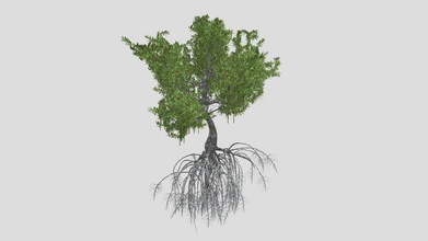 rosso mangrovie albero acquistare royalty gratuito 3d modello datec studio b8cffcc 3d print model - Mito3D