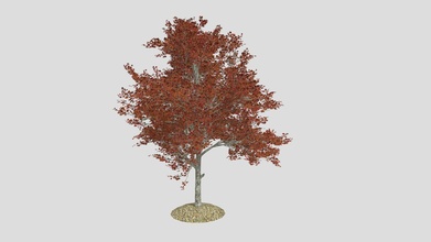 rojo arce otoño árbol comprar realeza gratis 3d modelo fechac estudio 37e3dda 3d print model - Mito3D