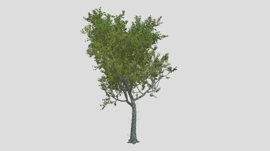 rosso quercia albero acquistare royalty gratuito 3d modello datec studio 7942976 3d print model - Mito3D