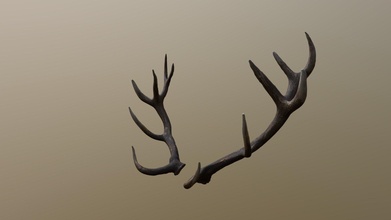 reed deer antlers scan - buy royalty free 3d model kambur c73ef64 3d print model - Mito3D