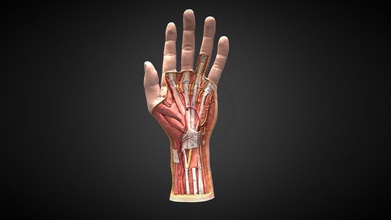 réplique mano main acheter royalties libre 3d modèle anatomie Humain gonzalo tiznado muscles veines artères costaud 3d print model - Mito3D