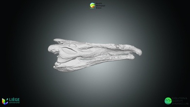 Reptil cr ne Phytosaure download frei 3d Modell soci ökologisch Frankreich sgfrance c051f8e 3d print model - Mito3D