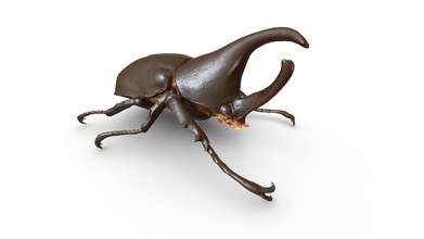 rinoceronte escarabajo modelo 3d europac3d 337fba8 3d print model - Mito3D