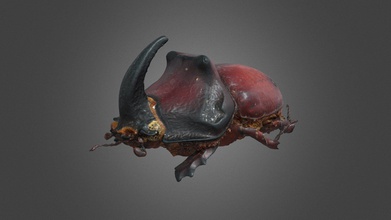 rhinoceros beetle - 3d model digitalsouls 6b8da12 object originates zoological collection faculty life sciences university leipzig prepared needled 1923 many thanks providing several specimens 3d print model - Mito3D