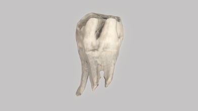 rhinoceros tooth vrn - download free 3d model geokvant036 7341aa4 fossil remains quaternary mammals geological museum voronezh state university 3d print model - Mito3D