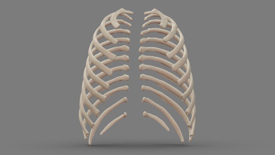 ribs 18yo male - buy royalty free 3d model terrie terrielsimmons skeleton anatomy ct anthropology osteology ribcage human-anatomy biological-anthropology human-osteology forensic-anthropology computed-tomography 3d print model - Mito3D