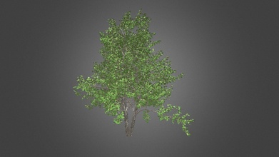 river birch tree - buy royalty free 3d model datec studio f1ff138 3d print model - Mito3D