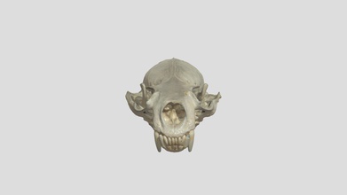 river otter-skull - download Kostenlose 3d-Modell risd Natur-Labor risdnaturelab c17e2cd lontra canadensis Seriennummer 46106 Fluss-otter-skull 3d print model - Mito3D