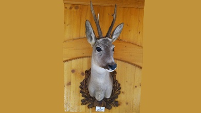 roe deer head 3d scan - capriolo buy royalty free model riccardogiorato cd084b5 3d print model - Mito3D