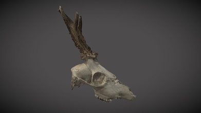roe deer skull - 3d model cderolin 1bcac53 3d print model - Mito3D
