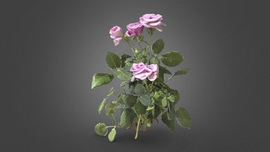 rosa fiore 3d modello makovetkyi volodymyr pbr scans 65df7c2 3d print model - Mito3D