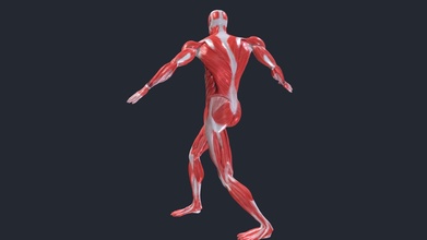 rotazione animazione anatomia maschio muscolo truccato acquistare royalty gratuito 3d modello flarar 6a58d4d 3d print model - Mito3D