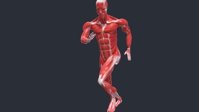 in esecuzione animazione anatomia maschio muscolo truccato acquistare royalty gratuito 3d modello flarar 9e3256e 3d print model - Mito3D