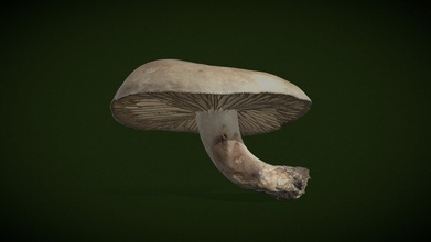 russula nigricans - real fungi 3d scan download free model vincent lagard vlagardere bba9c04 3d print model - Mito3D