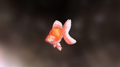 ryukin goldfish - download free 3d model somitsu df9a7c5 fully textured rigged sample animation modeling rigging done blender texturing substance painter due file size limitation sketchfab whole blend could not uploaded only fbx one if you looking edit build plz find me search bledswap first post lez see goes 3d print model - Mito3D