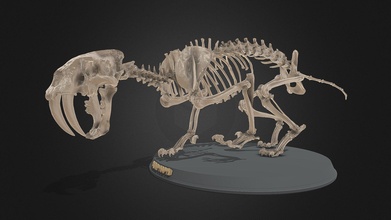 sabertooth skeleton - buy royalty free 3d model jambul jambul3d d4a5567 3d print model - Mito3D