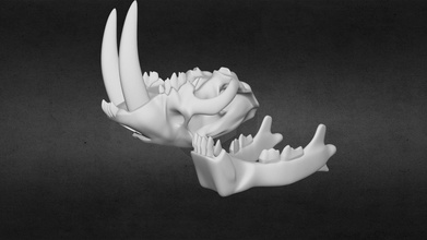 sabertooth tiger skull 3d print - buy royalty free model danelle prescott 7b3c0b8 3d print model - Mito3D