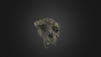 sahelanthropus tchadensis skull - download free 3d model digital atlas ancient life digitalatlasofancientlife fd44d41 3d print model - Mito3D