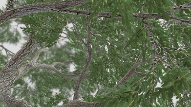 sassafras 3d nature tree - buy royalty free model chandrarati d95fe15 3d print model - Mito3D