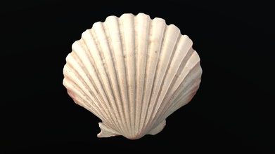 scallop sea shell - buy royalty free 3d model florian ludewig flolu 0cc53ba 3d print model - Mito3D