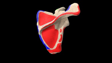 omoplata marcos Comprar realeza livre 3d modelo anatomia médico jana estimado 7e470aa 3d print model - Mito3D