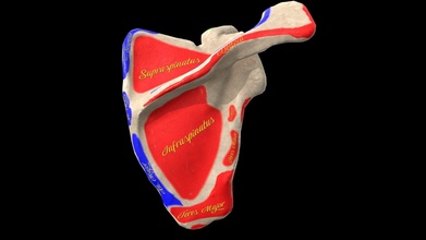 scapula landmarks labels - 3d model anatomy doctor jana docjana 96bad96 3d print model - Mito3D