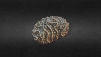 skleraktinli mercan indir Bedava 3d model Rohil johnconnor9812 421020b 3d print model - Mito3D