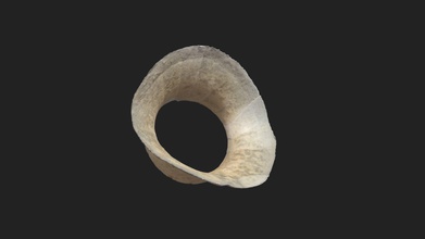 sclerotica anello eurasiatico aquila-gufo - modello 3d vetanatmunich 33604a1 anulus ossicularis degli sclerae gufo reale bubo dimensione del campione di 22 x 40 17 mm, la scansione 3d, eseguita a luce strutturata scanner artec micro 3d print model - Mito3D