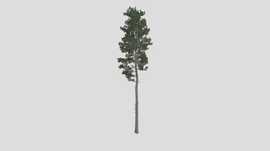 scots pine tree - buy royalty free 3d model datec studio b7cd976 3d print model - Mito3D