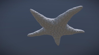 sculpt january 2018 - 11 marine starfish 3d model aman bajwa 7bajwa d59407a 3d print model - Mito3D