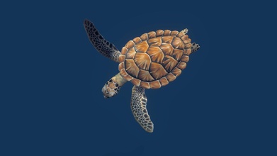 sea green turtle - 3d model mikhail nesterov cgsoul 0530386 3d print model - Mito3D