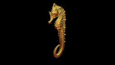 sea horse - download free 3d model thunk3d scanner diana123456 c5082bb 3d print model - Mito3D