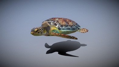 satın royalty free 3d model pinotoon 69321bedeniz kaplumbağası 69321be deniz kaplumbağa 3d print model - Mito3D