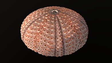 sea urchin shell - buy royalty free 3d model florian ludewig flolu c5c2ad0 3d print model - Mito3D
