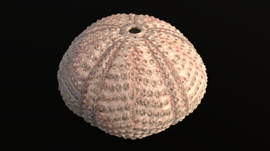 sea urchin shell - buy royalty free 3d model florian ludewig flolu cb4c413 3d print model - Mito3D
