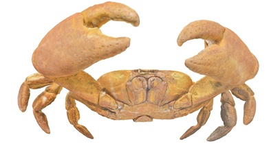 segozancia sp male crab - download free 3d model luis gutierrez h alergya a5dd979 3d print model - Mito3D