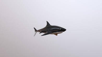 shark - 3d model solomonraj raj3d dec84c9 3d print model - Mito3D